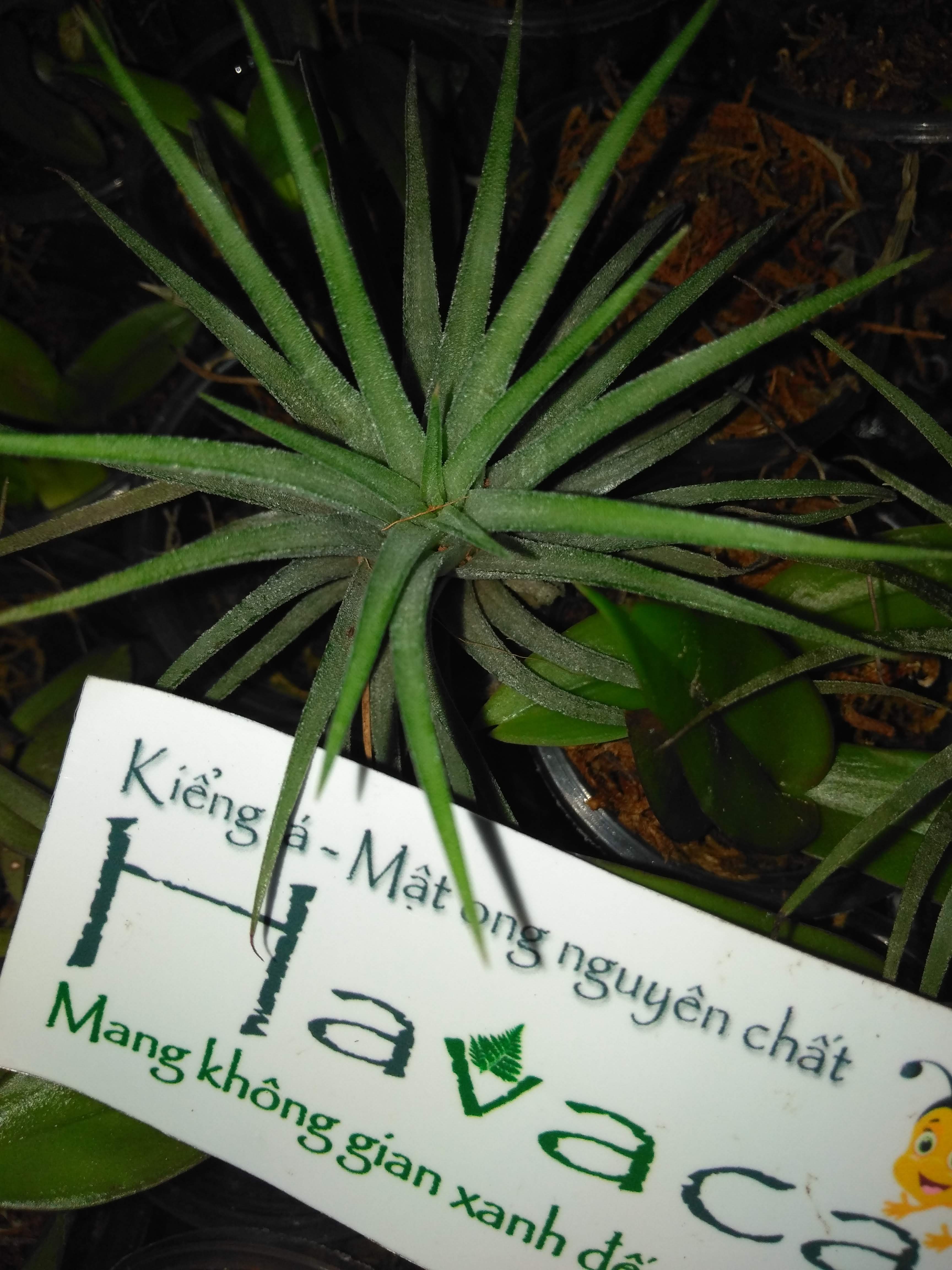 Cây không khí thạch thảo rất dễ chăm sóc