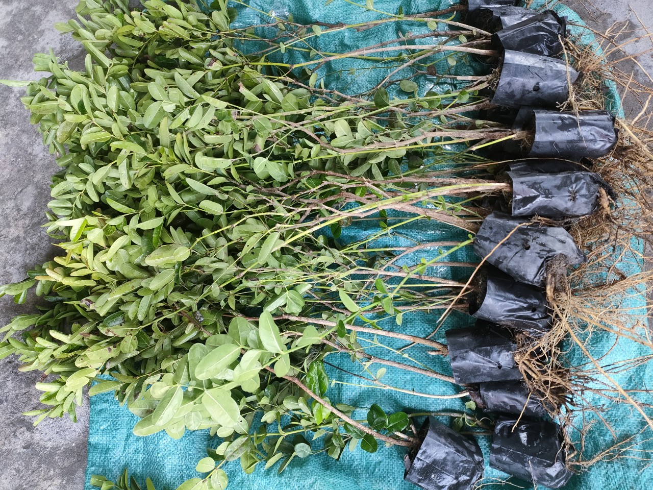 10 cây siro giống giá 200k