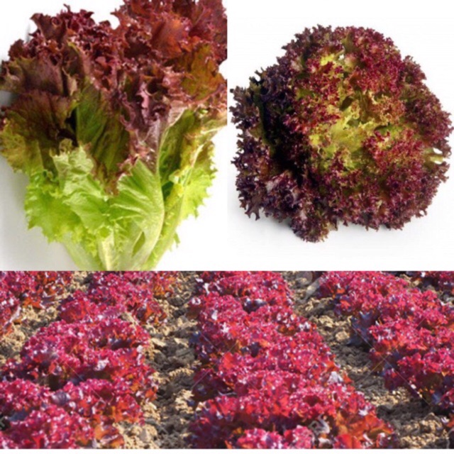Hạt giống xà lách tím - Gói 2g