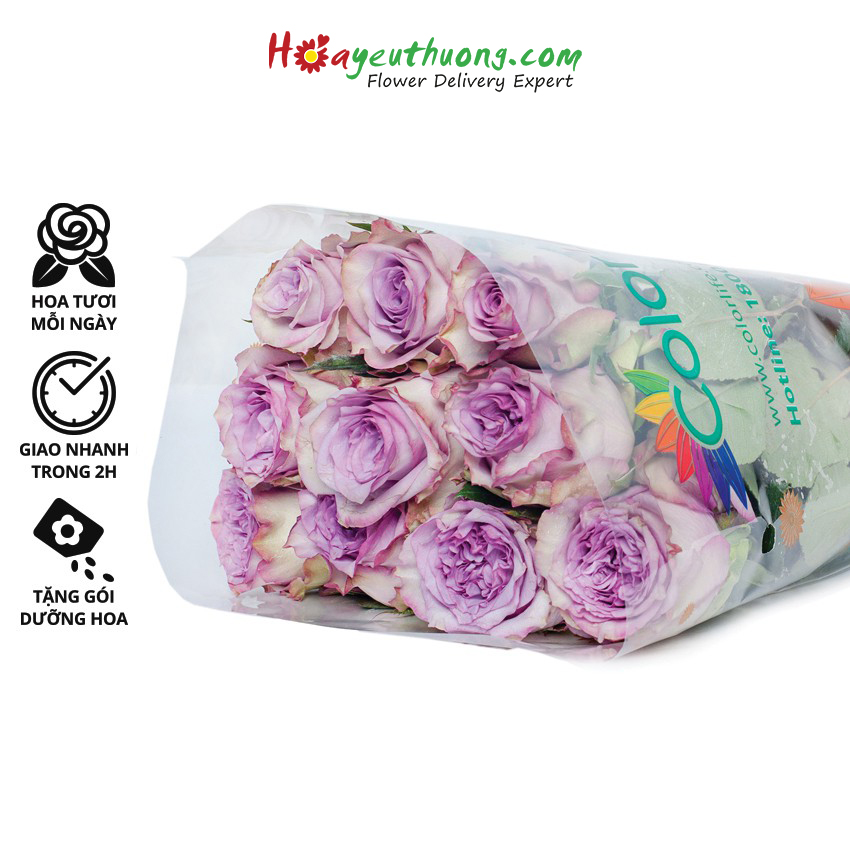 Hoa Hồng Purple Ohara Hoayeuthuong (10 cành) - hoa tươi Đà Lạt trang trí nhà cửa, văn phòng