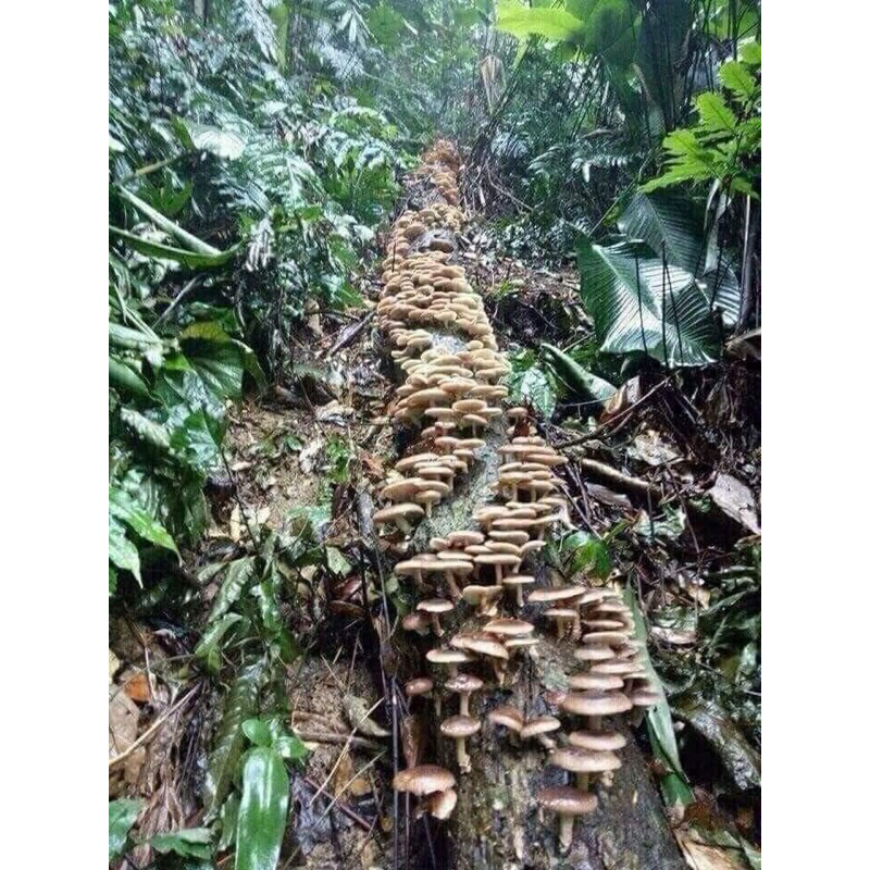 Nấm hương rừng