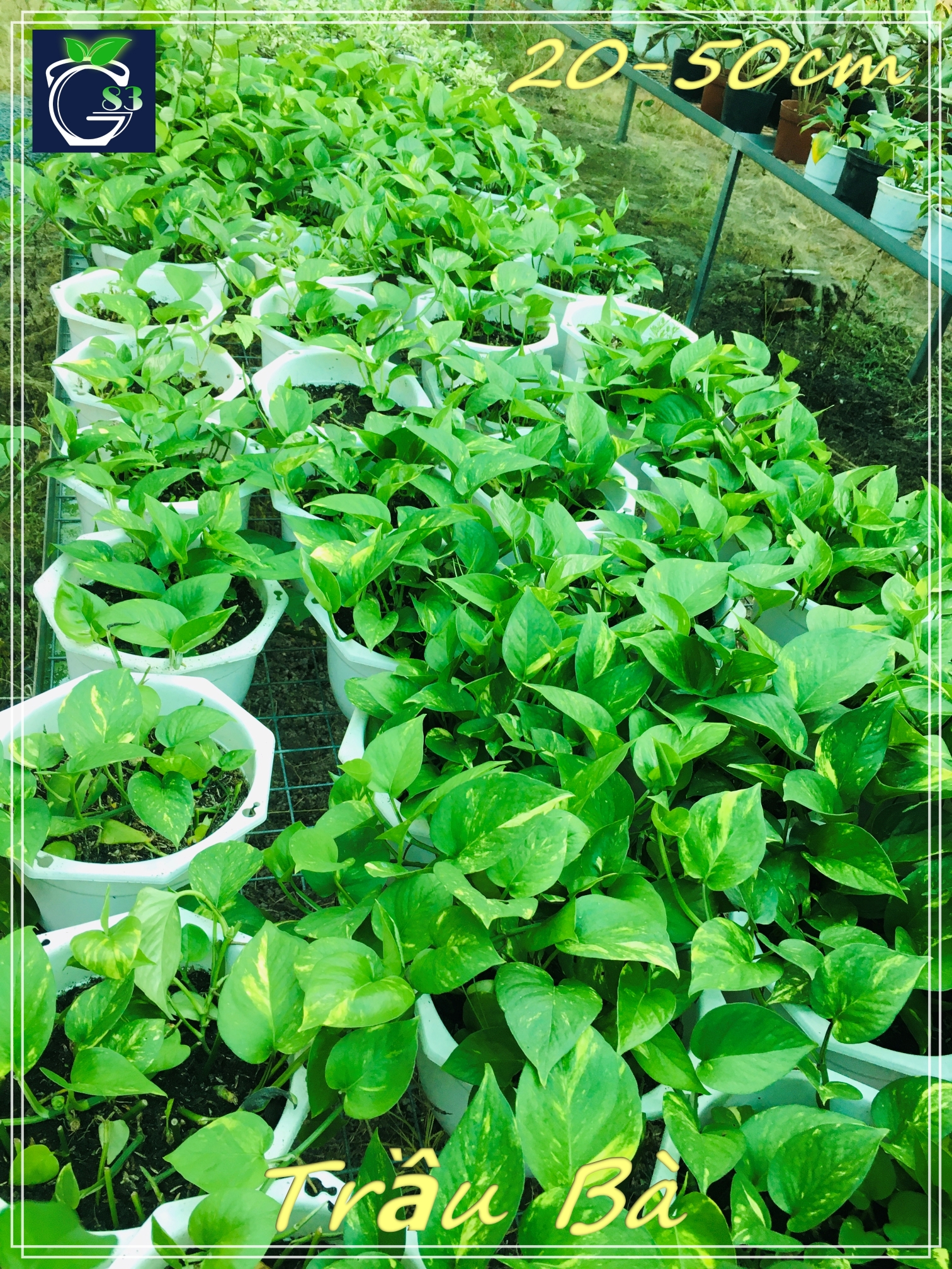 Cây Trầu Bà (chậu treo)