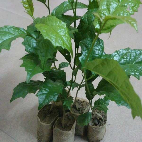 Cây xạ đen giống