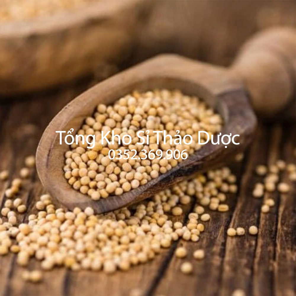 Bạch giới tử 100g (Hạt cải khô, tốt cho phế quản, giảm ho đờm)