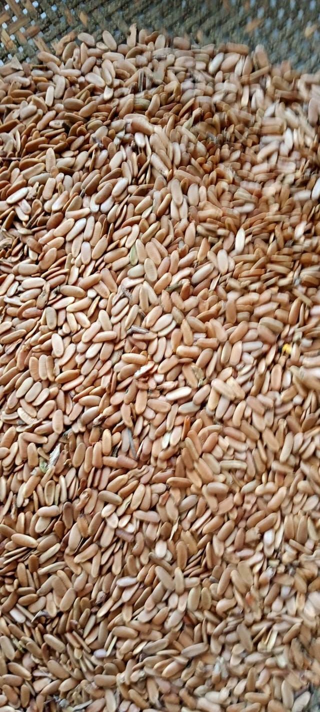 100gram hạt giống cây lim xẹt