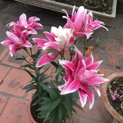 Củ ly cao hà lan cánh kép mix màu