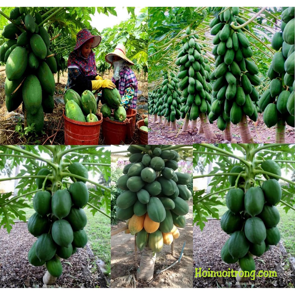 Cây giống đu đủ lùn ruột đỏ sai quả