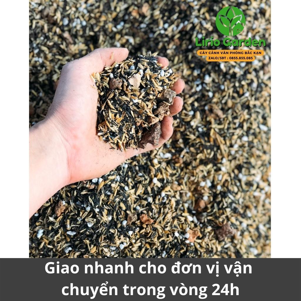 Đất trồng cây cảnh xương rồng , sen đá