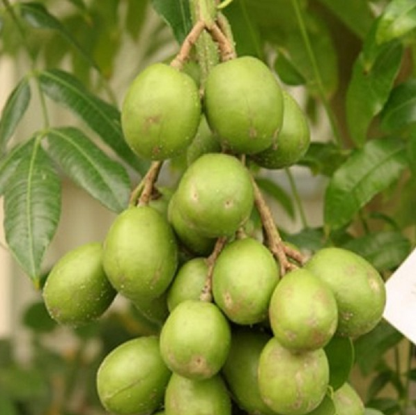 Hạt giống cây cóc thái gói 5 hạt - VTNT