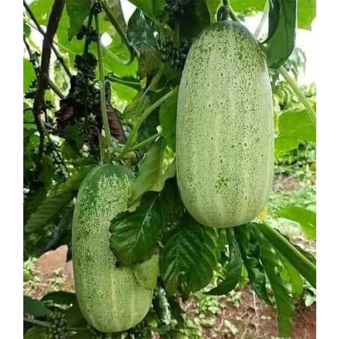 Hạt Giống Dưa Chuột Mèo Siêu To
