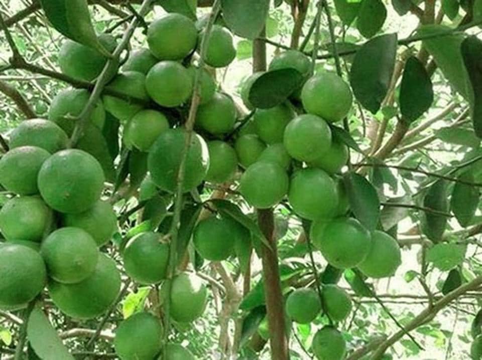cây giống chanh không hạt