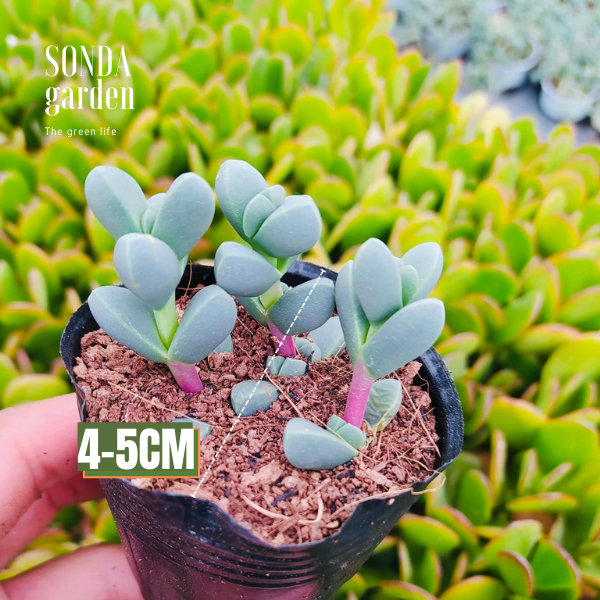 SEN ĐÁ TIM SIZE BÉ SIÊU KHỎE, ĐẸP LỖI 1 ĐỔI 1