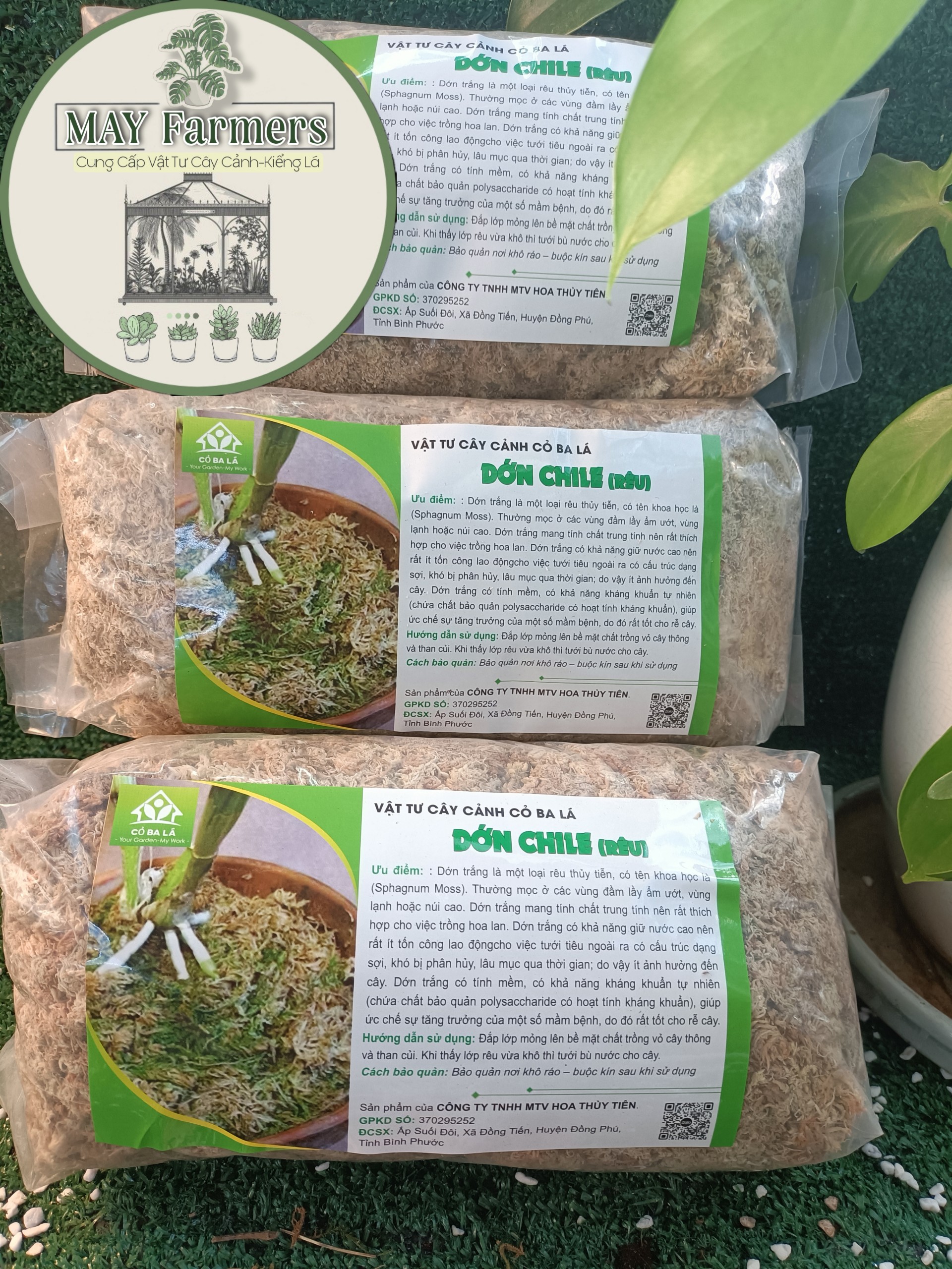 Dớn Trắng CHILE Chuyên Dùng Cho Phong Lan - Kiểng Lá ( Túi 100gr )