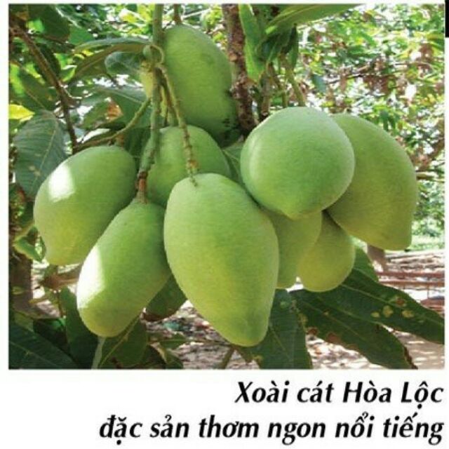 Cây giống Xoài cát Hòa Lộc