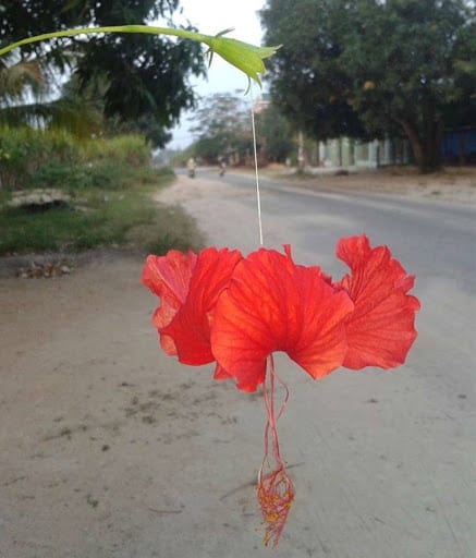 cây giống Hoa Dâm Bụt Lồng Đèn Cổ ( lồng đèn, đỏ cổ, cánh phượng)