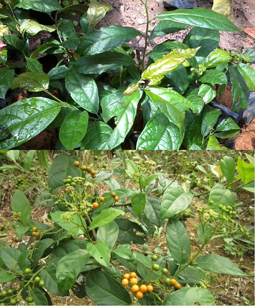 Cây xạ đen giống