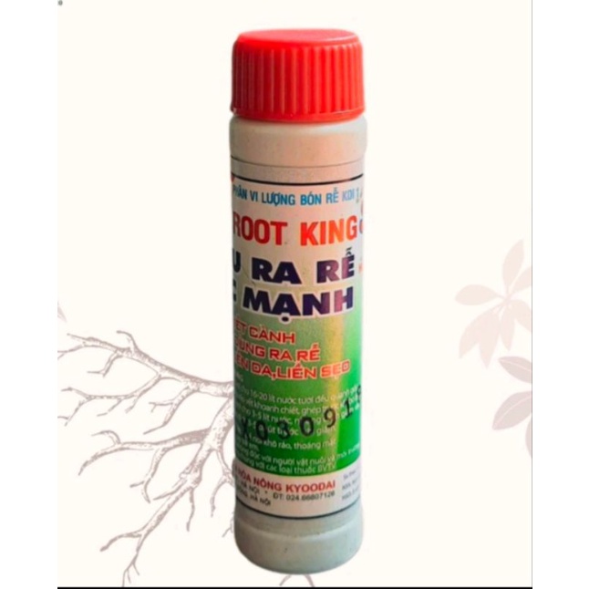 CÂY GIỐNG DỨA THƠM MẬT MD2 SIÊU NGỌT
