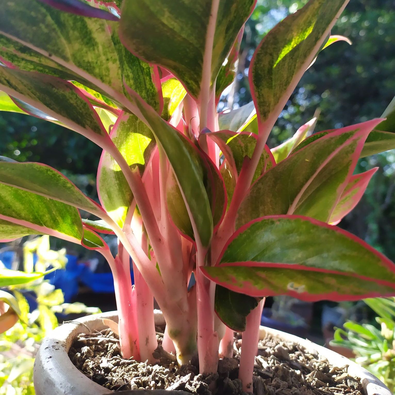 Cây Phú Quý 2 Bụi (bầu đất)