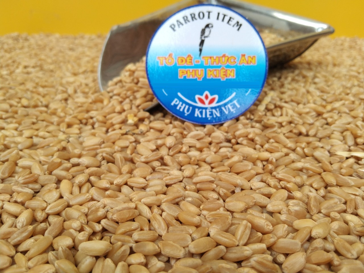 500gram hạt lúa mì làm thức ăn cho mèo, vẹt