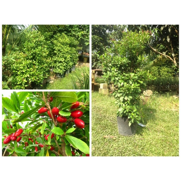 CÂY GIỐNG CÂY THẦN KỲ [ Cây giống cao 20cm ] [RẺ HƠN HOÀN TIỀN] _)