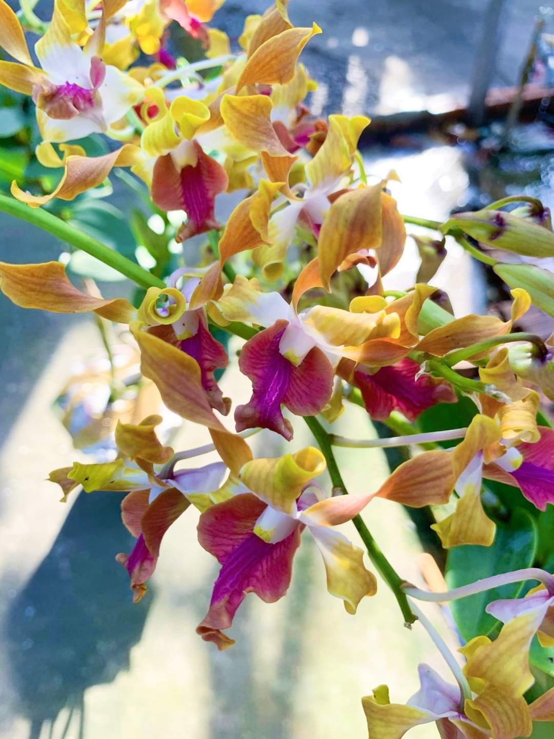 HOA LAN NẮNG SING RỒNG LỬA