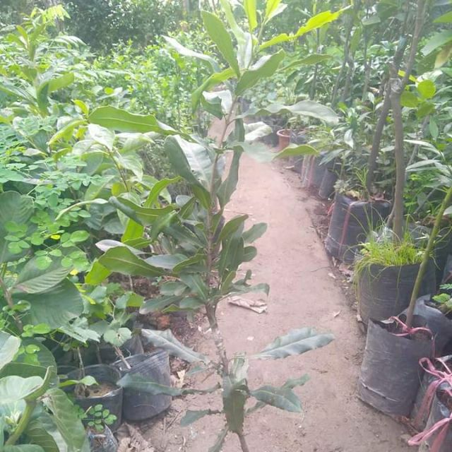 Cây giống macca ghép (cho trái sớm)