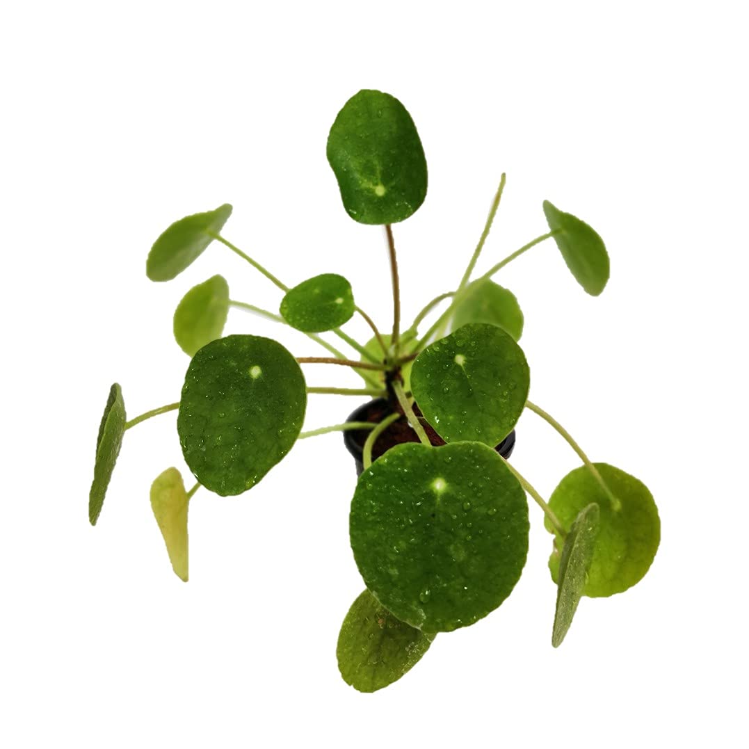 Pilea / Chinese money plant / pancake plant seeds 20 gram | Daraz.pk