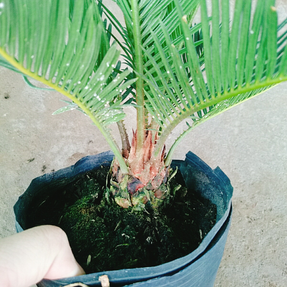 Cây Thiên Tuế (Cao Từ 50Cm Đến 60Cm) - cây cảnh để bàn