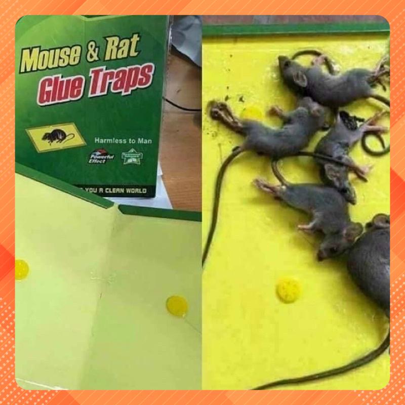 Combo 3 miếng dính bẫy chuột hiệu quả