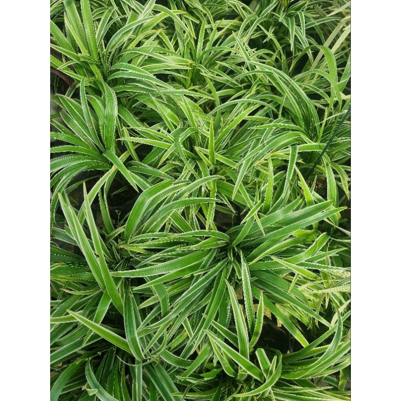 Cây cỏ lan chi - cây dây nhện