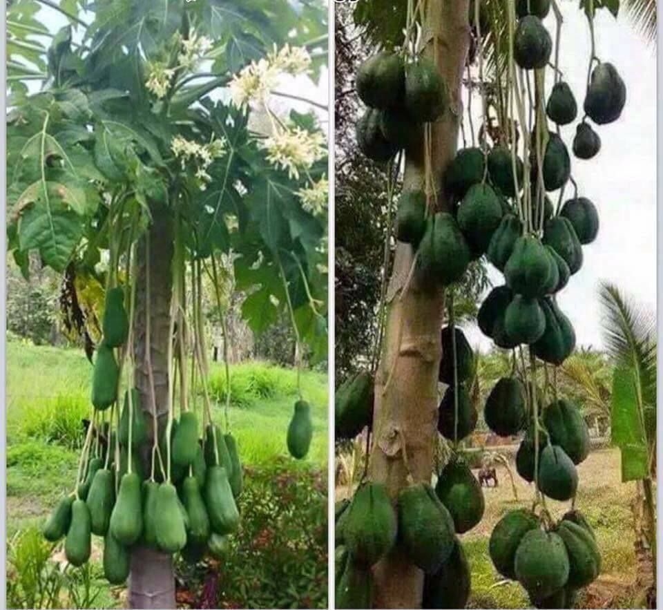 cây đu đủ đực giống