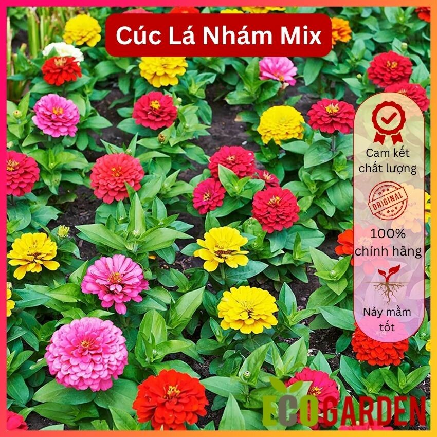 Hạt Giống Hoa Cúc Lá Nhám (Cúc Zinnia) Nhiều Màu (ECO.346)