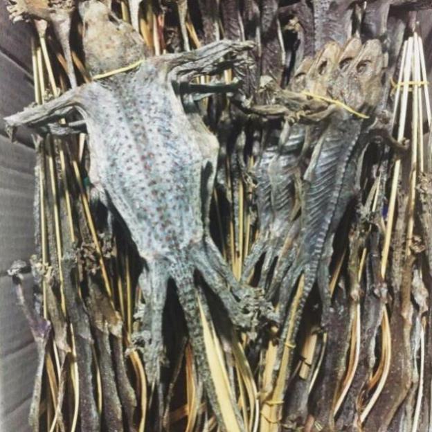 tắc kè khô nguyên con