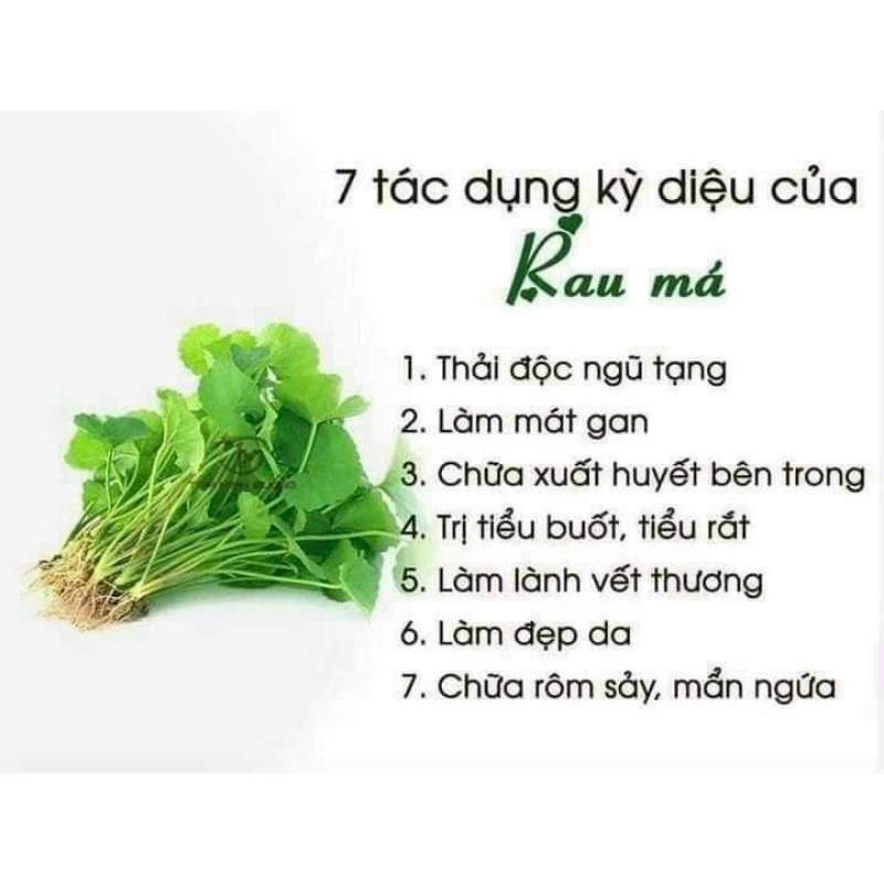 bột RAU MÁ sấy lạnh  nguyên chất ( hủ pet 350g)
