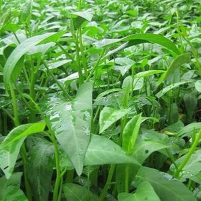 Hạt giống rau muống siêu ngọn