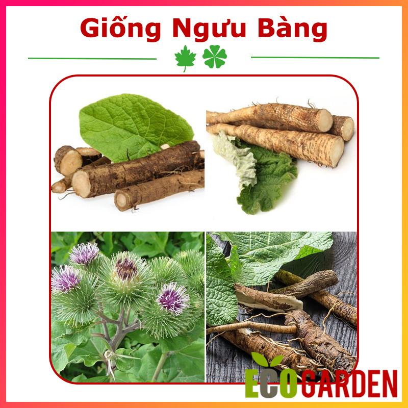 Hạt Giống Ngưu Bàng Thảo Dược