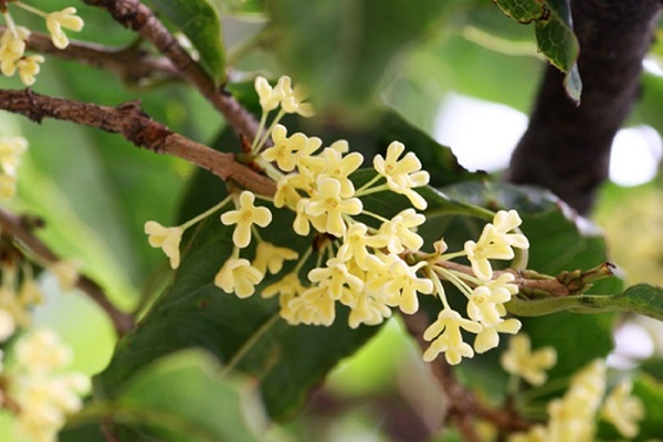 Cây mộc hương ta ,mộc hoa vàng hương thơm lâu