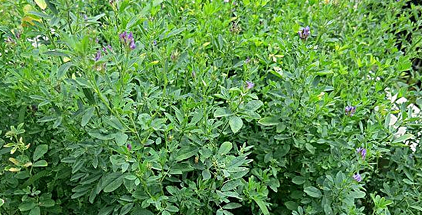 ขายส่ง 1 กิโลกรัม เมล็ดหญ้าอัลฟาฟ่า Alfalfa พืชตระกูลถั่ว ราชินีแห่งพืช