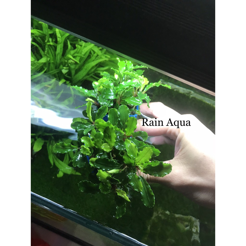 Bucep - Cây Thủy Sinh Giá Thể . Rain Aqua