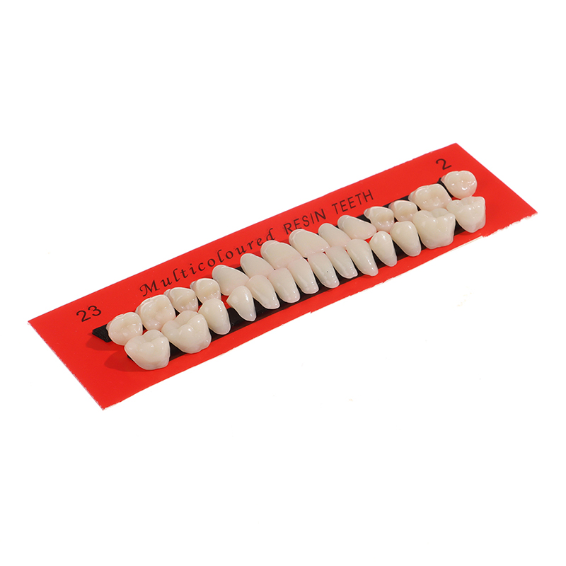 💖 28Pcs/Set Resin Teeth Teaching Model Universal False Teeth Dental Material Teeth