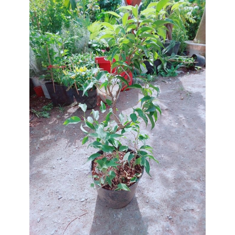 Cây Sanh Bonsai