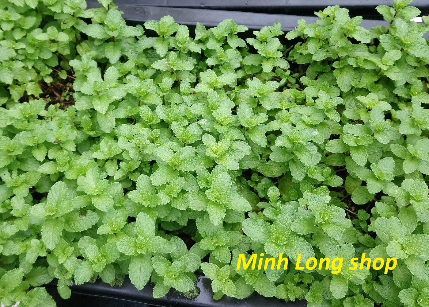 PHÂN BÒ SẠCH LAVAMIX ĐÃ QUA XỬ LÝ 10DM3