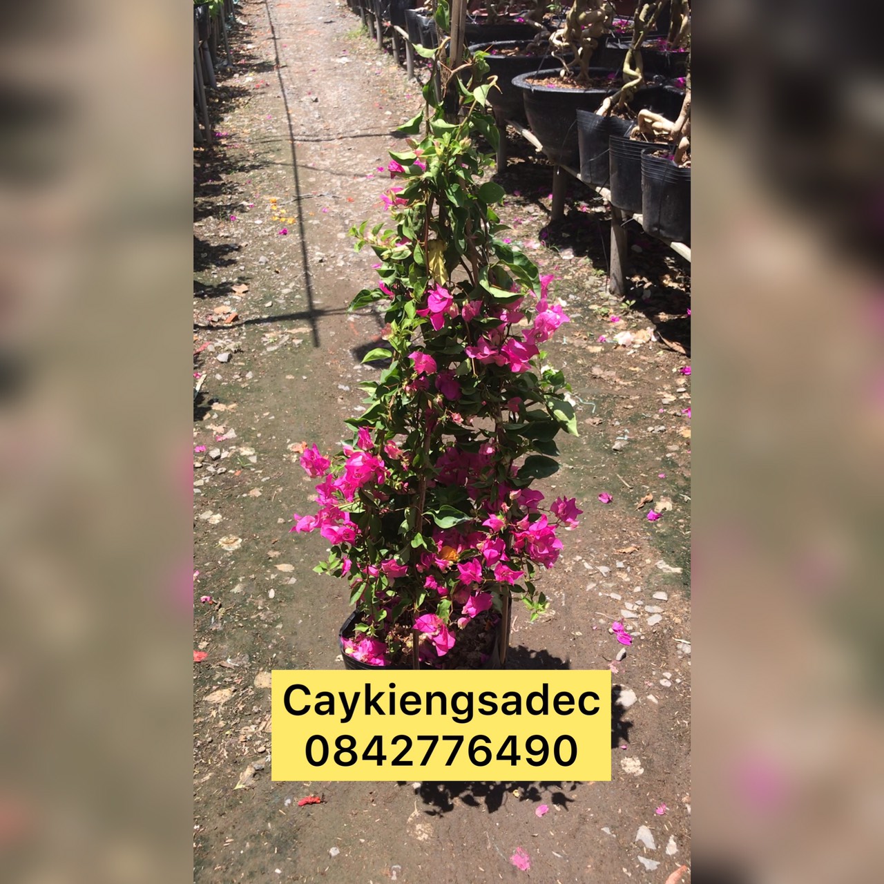 cây hoa giấy thái caykiengsadec + tặng phân bón