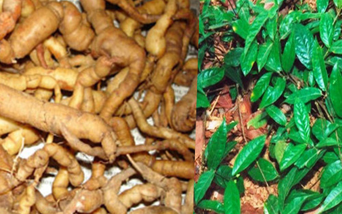 CÂY GIỐNG BA KÍCH TÍM