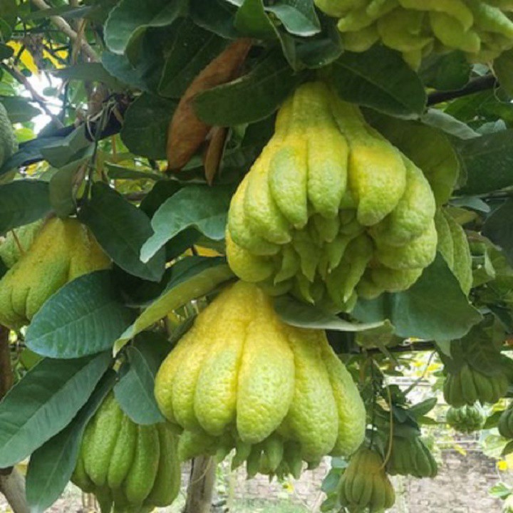 Cây giống cây phật thủ