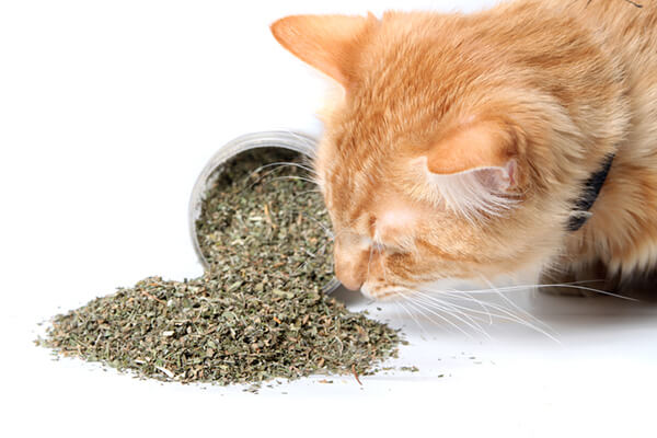 Cỏ bạc hà cho mèo CatMin - Catnip gói 5gr