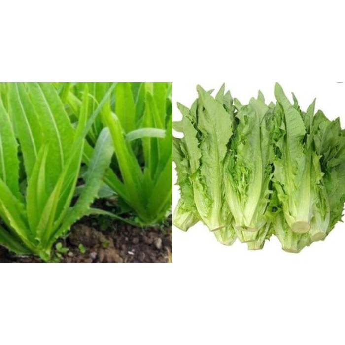 Hạt Giống Xà Lách Rau Diếp Lá Dài