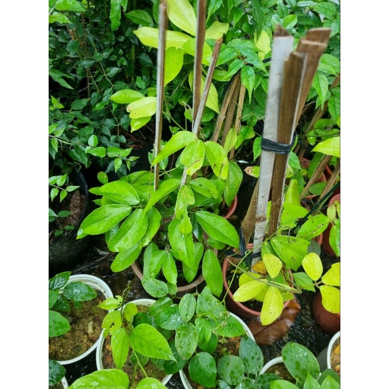 Cây hoa leo móng cọp xanh