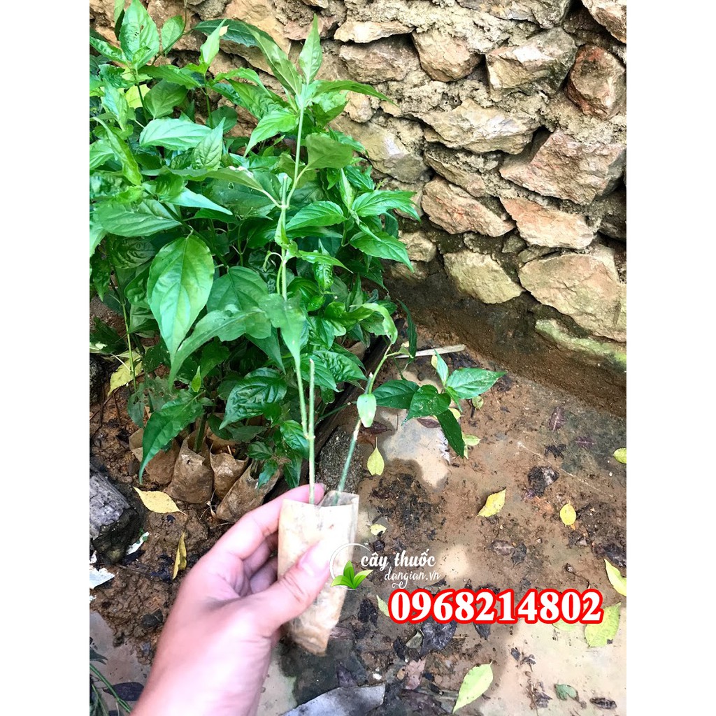 Cây giống xương khỉ(bìm bịp - mảnh cộng) chuẩn 100%