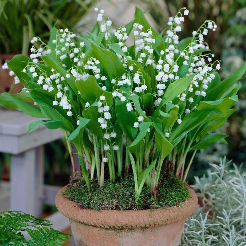 CỦ HOA LINH LAN(2 CỦ) - Giống Hoa Cảnh Nhập Khẩu